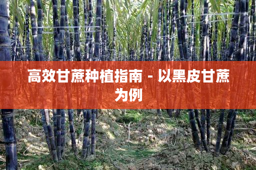 高效甘蔗种植指南 - 以黑皮甘蔗为例 高效甘蔗种植指南 - 以黑皮甘蔗为例