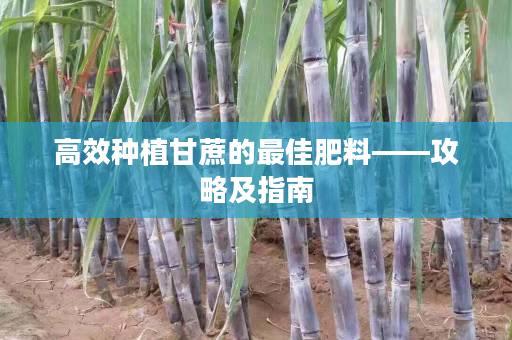 高效种植甘蔗的最佳肥料——攻略及指南 高效种植甘蔗的最佳肥料——攻略及指南