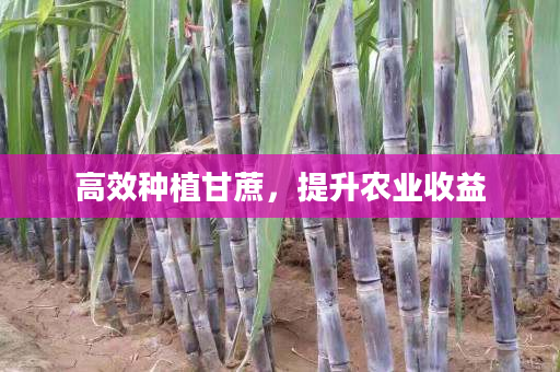 高效种植甘蔗,提升农业收益 高效种植甘蔗,提升农业收益