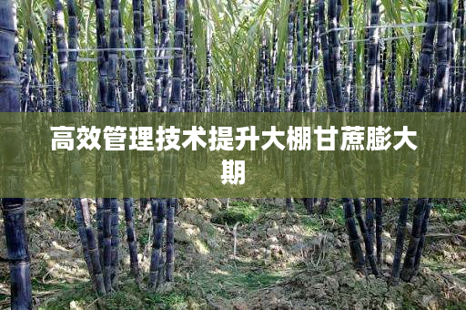 高效管理技术提升大棚甘蔗膨大期 高效管理技术提升大棚甘蔗膨大期