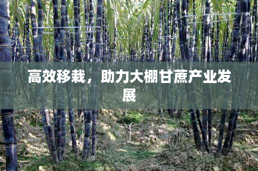 高效移栽,助力大棚甘蔗产业发展 高效移栽,助力大棚甘蔗产业发展