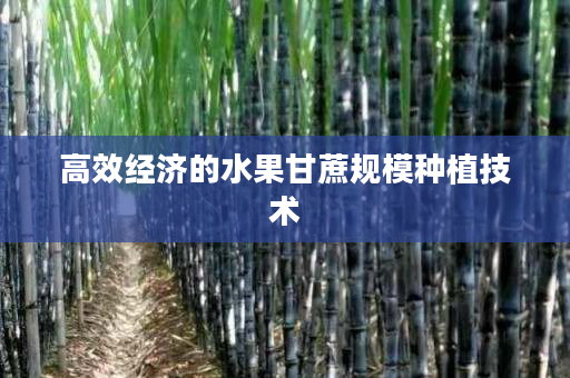 高效经济的水果甘蔗规模种植技术 高效经济的水果甘蔗规模种植技术