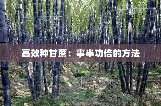 高效种甘蔗:事半功倍的方法 高效种甘蔗:事半功倍的方法