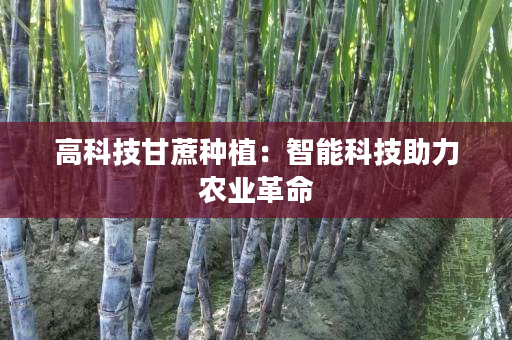 高科技甘蔗种植:智能科技助力农业革命 高科技甘蔗种植:智能科技助力农业革命