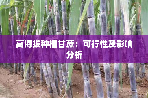 高海拔种植甘蔗:可行性及影响分析 高海拔种植甘蔗:可行性及影响分析