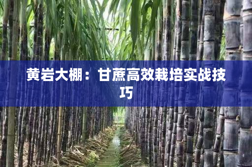 黄岩大棚:甘蔗高效栽培实战技巧 黄岩大棚:甘蔗高效栽培实战技巧