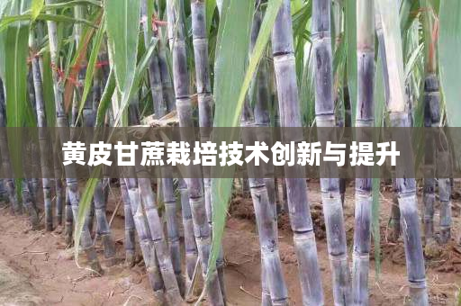 黄皮甘蔗栽培技术创新与提升 黄皮甘蔗栽培技术创新与提升