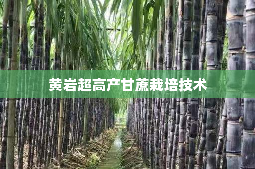 黄岩超高产甘蔗栽培技术