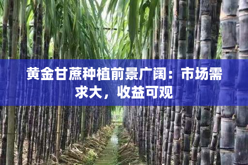 黄金甘蔗种植前景广阔：市场需求大，收益可观