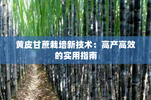 黄皮甘蔗栽培新技术:高产高效的实用指南 黄皮甘蔗栽培新技术:高产高效的实用指南