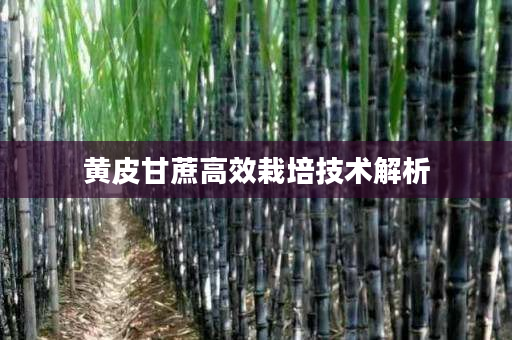 黄皮甘蔗高效栽培技术解析 黄皮甘蔗高效栽培技术解析
