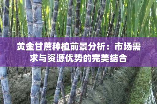 黄金甘蔗种植前景分析:市场需求与资源优势的完美结合 黄金甘蔗种植前景分析:市场需求与资源优势的完美结合