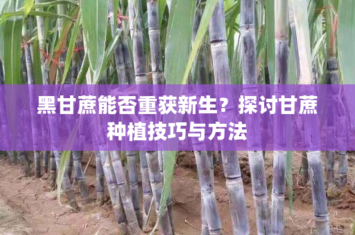 黑甘蔗能否重获新生?探讨甘蔗种植技巧与方法 黑甘蔗能否重获新生?探讨甘蔗种植技巧与方法