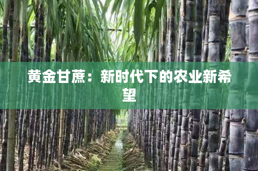 黄金甘蔗:新时代下的农业新希望 黄金甘蔗:新时代下的农业新希望