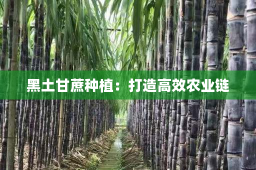 黑土甘蔗种植：打造高效农业链