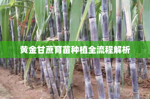 黄金甘蔗育苗种植全流程解析 黄金甘蔗育苗种植全流程解析