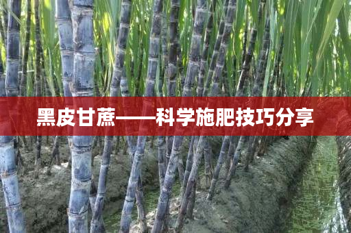 黑皮甘蔗——科学施肥技巧分享 黑皮甘蔗——科学施肥技巧分享