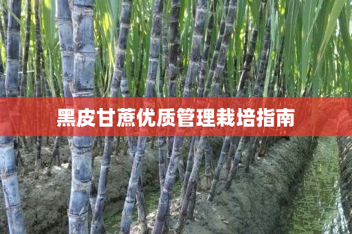 黑皮甘蔗优质管理栽培指南 黑皮甘蔗优质管理栽培指南