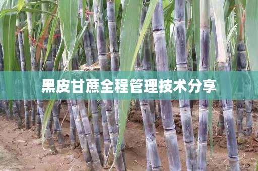 黑皮甘蔗全程管理技术分享 黑皮甘蔗全程管理技术分享