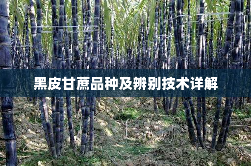黑皮甘蔗品种及辨别技术详解 黑皮甘蔗品种及辨别技术详解