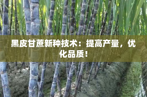 黑皮甘蔗新种技术:提高产量,优化品质! 黑皮甘蔗新种技术:提高产量,优化品质!