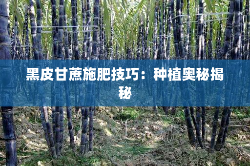 黑皮甘蔗施肥技巧：种植奥秘揭秘