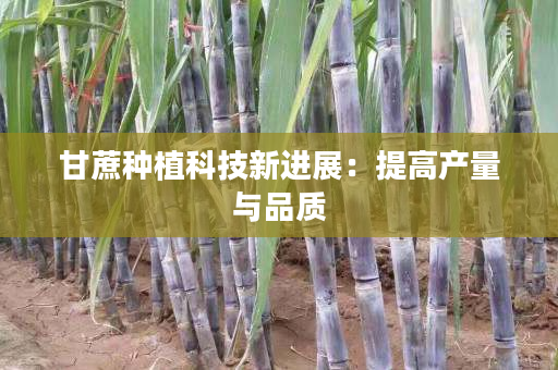 甘蔗种植科技新进展:提高产量与品质 甘蔗种植科技新进展:提高产量与品质