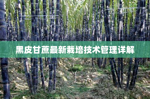 黑皮甘蔗最新栽培技术管理详解 黑皮甘蔗最新栽培技术管理详解
