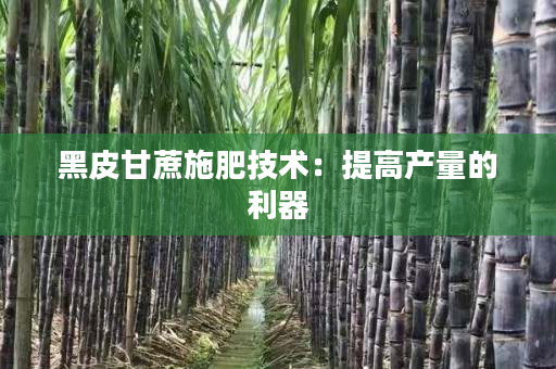 黑皮甘蔗施肥技术:提高产量的利器 黑皮甘蔗施肥技术:提高产量的利器