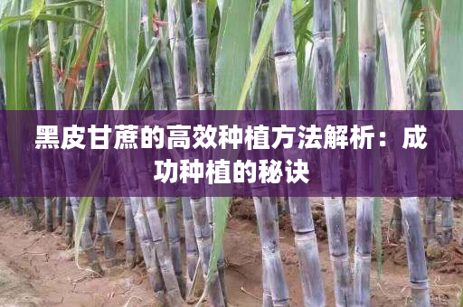 黑皮甘蔗的高效种植方法解析:成功种植的秘诀 黑皮甘蔗的高效种植方法解析:成功种植的秘诀