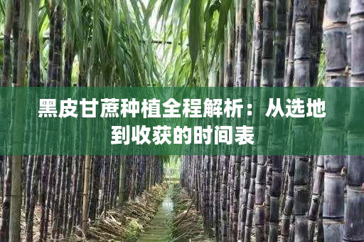 黑皮甘蔗种植全程解析：从选地到收获的时间表