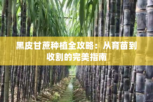 黑皮甘蔗种植全攻略:从育苗到收割的完美指南 黑皮甘蔗种植全攻略:从育苗到收割的完美指南