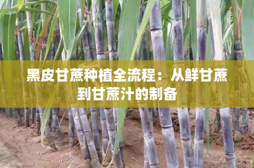 黑皮甘蔗种植全流程:从鲜甘蔗到甘蔗汁的制备 黑皮甘蔗种植全流程:从鲜甘蔗到甘蔗汁的制备