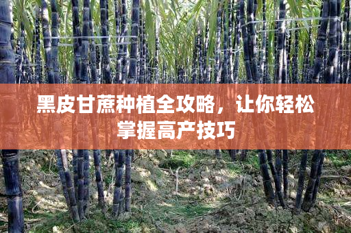 黑皮甘蔗种植全攻略,让你轻松掌握高产技巧 黑皮甘蔗种植全攻略,让你轻松掌握高产技巧