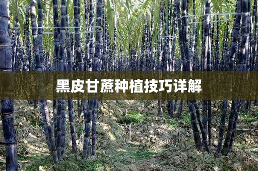 黑皮甘蔗种植技巧详解 黑皮甘蔗种植技巧详解