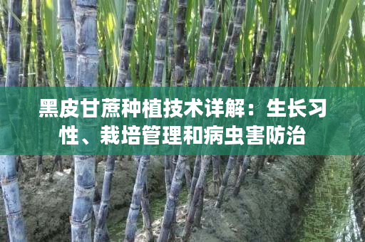 黑皮甘蔗种植技术详解:生长习性、栽培管理和病虫害防治 黑皮甘蔗种植技术详解:生长习性、栽培管理和病虫害防治