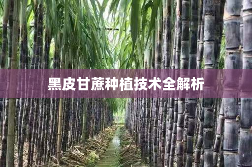 黑皮甘蔗种植技术全解析