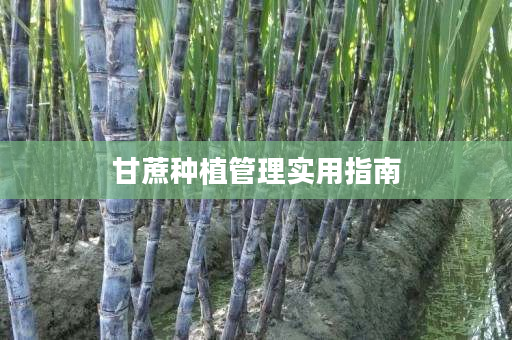 甘蔗种植管理实用指南 甘蔗种植管理实用指南