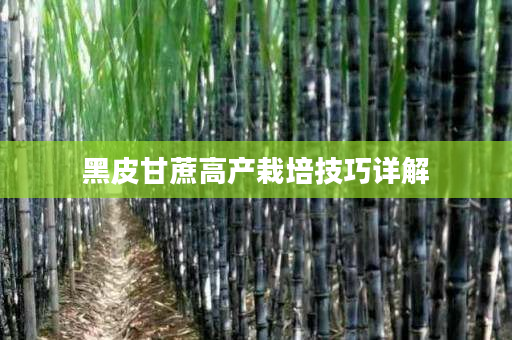 黑皮甘蔗高产栽培技巧详解 黑皮甘蔗高产栽培技巧详解