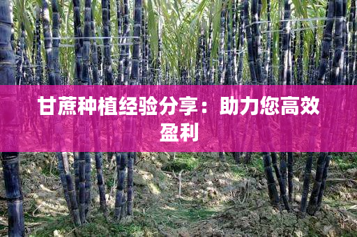 甘蔗种植经验分享:助力您高效盈利 甘蔗种植经验分享:助力您高效盈利