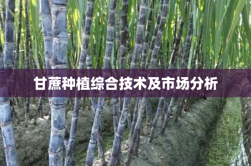 甘蔗种植综合技术及市场分析 甘蔗种植综合技术及市场分析