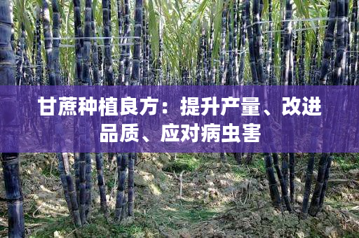 甘蔗种植良方:提升产量、改进品质、应对病虫害 甘蔗种植良方:提升产量、改进品质、应对病虫害