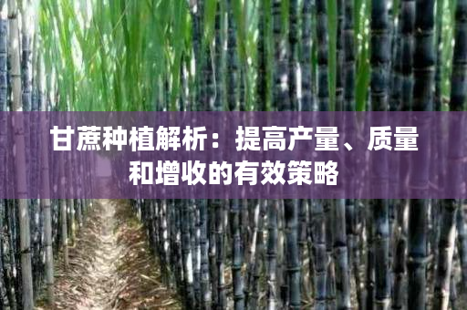 甘蔗种植解析:提高产量、质量和增收的有效策略 甘蔗种植解析:提高产量、质量和增收的有效策略