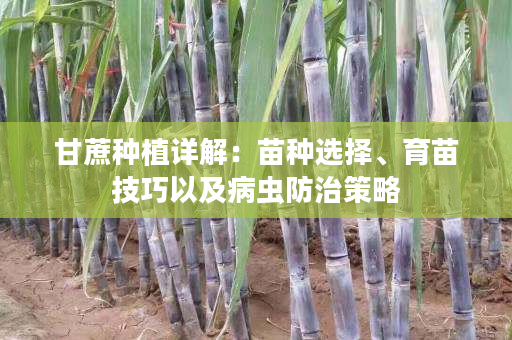甘蔗种植详解:苗种选择、育苗技巧以及病虫防治策略 甘蔗种植详解:苗种选择、育苗技巧以及病虫防治策略
