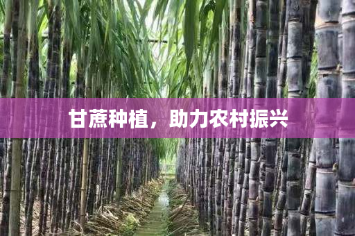 甘蔗种植,助力农村振兴 甘蔗种植,助力农村振兴
