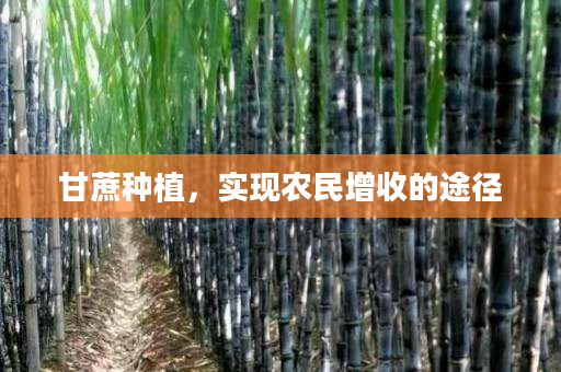 甘蔗种植,实现农民增收的途径 甘蔗种植,实现农民增收的途径