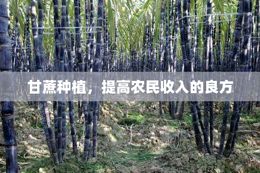 甘蔗种植,提高农民收入的良方 甘蔗种植,提高农民收入的良方