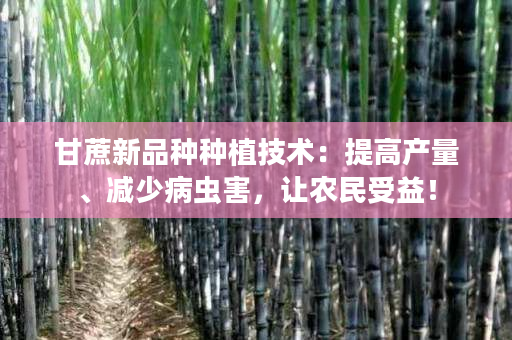 甘蔗新品种种植技术:提高产量、减少病虫害,让农民受益! 甘蔗新品种种植技术:提高产量、减少病虫害,让农民受益!