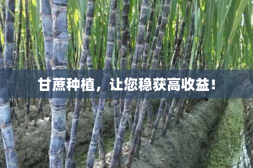 甘蔗种植,让您稳获高收益! 甘蔗种植,让您稳获高收益!