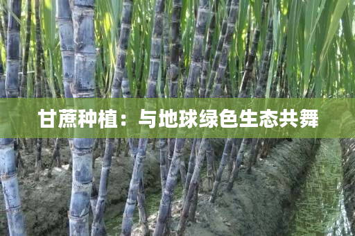 甘蔗种植:与地球绿色生态共舞 甘蔗种植:与地球绿色生态共舞